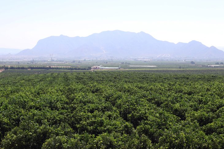 Finca Lo Belmonte: la riqueza de un suelo privilegiado 