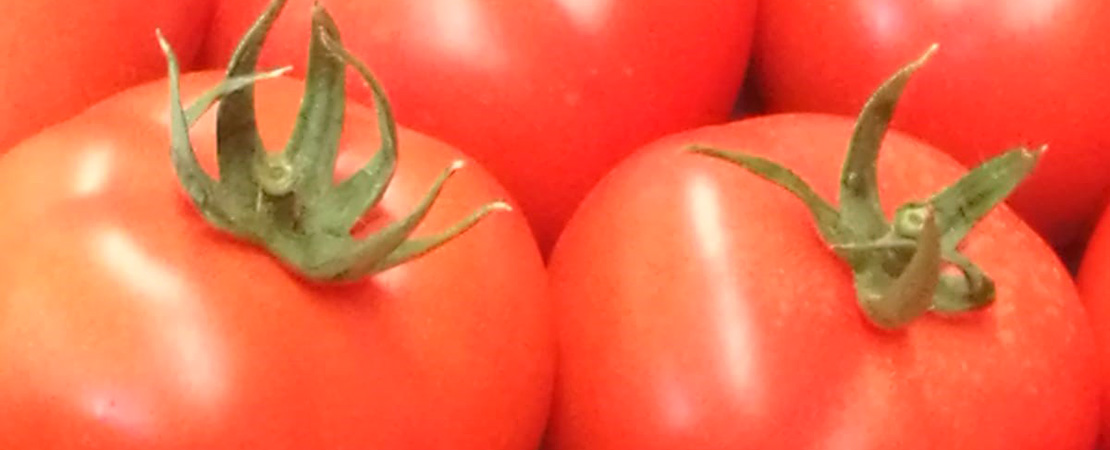 Tomates ‘long life’: durabilidad con calidad suprema 