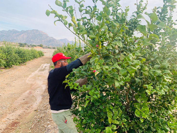 La poda en los cítricos y su importancia en la calidad de la fruta 